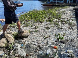 ribuan-ikan-mati-sudah-membusuk