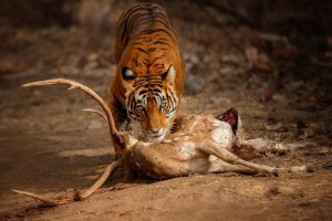 harimau-bengal-yang-menakjubkan-di-alam-dengan-mangsanya_475641-1173